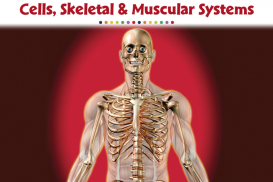 Cells, Skeletal &amp; Muscular Systems