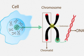 Past Paper Solutions: Biology